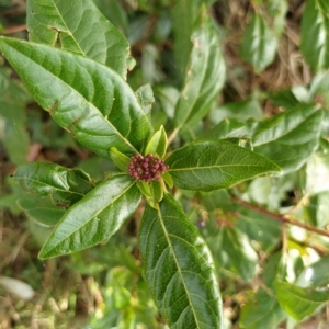 Viburnum tinus at Fadden, ACT - 20 Feb 2023