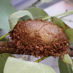 Opodiphthera eucalypti at Cook, ACT - 14 Feb 2023