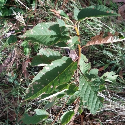 Prunus avium (Cherry) at Wanniassa Hill - 19 Feb 2023 by KumikoCallaway