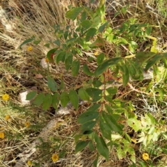 Unidentified Other Tree at Wanniassa Hill - 19 Feb 2023 by KumikoCallaway