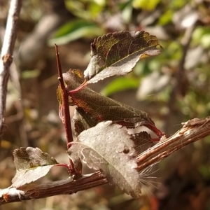 Prunus cerasifera at Fadden, ACT - 20 Feb 2023