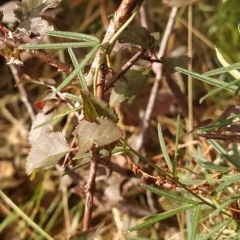 Prunus cerasifera at Fadden, ACT - 20 Feb 2023