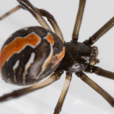 Latrodectus hasselti (Redback Spider) at Jerrabomberra, NSW - 20 Feb 2023 by MarkT