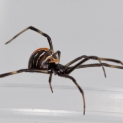 Latrodectus hasselti at Jerrabomberra, NSW - suppressed