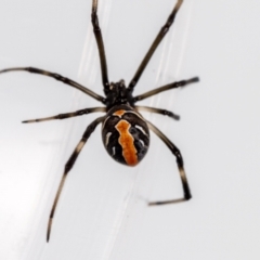 Latrodectus hasselti at Jerrabomberra, NSW - suppressed