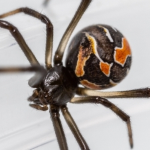 Latrodectus hasselti at Jerrabomberra, NSW - 20 Feb 2023