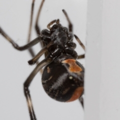 Latrodectus hasselti at Jerrabomberra, NSW - suppressed