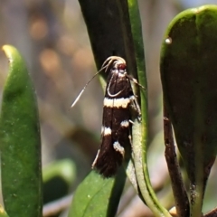 Macrobathra (genus) at Cook, ACT - 19 Feb 2023