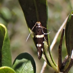 Macrobathra (genus) at Cook, ACT - 19 Feb 2023