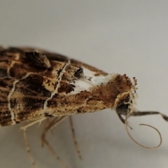 Arrade leucocosmalis (A Hypeninae moth) at Cook, ACT - 19 Feb 2023 by CathB