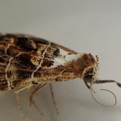 Arrade leucocosmalis (A Hypeninae moth) at Cook, ACT - 19 Feb 2023 by CathB