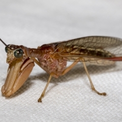 Mantispidae (family) (Unidentified mantisfly) at Higgins, ACT - 30 Jan 2023 by AlisonMilton