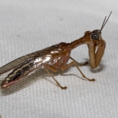 Mantispidae (family) at Higgins, ACT - 30 Jan 2023 01:33 PM