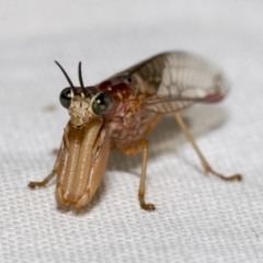 Mantispidae (family) at Higgins, ACT - 30 Jan 2023