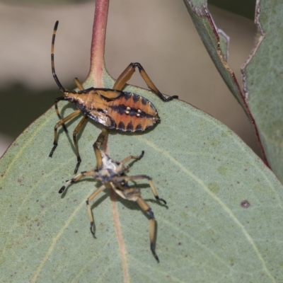 Amorbus alternatus (Eucalyptus Tip Bug) at Molonglo Valley, ACT - 31 Jan 2023 by AlisonMilton