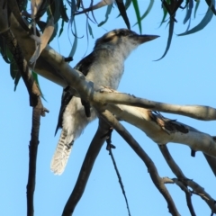 Dacelo novaeguineae at Symonston, ACT - 20 Feb 2023