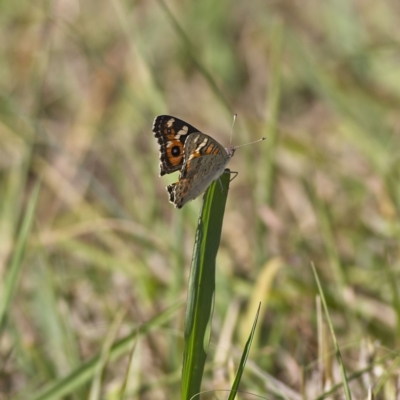 Junonia villida (Meadow Argus) at Dunlop, ACT - 19 Feb 2023 by Trevor