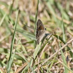 Junonia villida at Dunlop, ACT - 19 Feb 2023