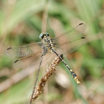 Austrogomphus australis (Inland Hunter) at Stony Creek - 20 Feb 2023 by DPRees125