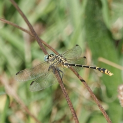 Austrogomphus australis at Stromlo, ACT - 20 Feb 2023 11:13 AM