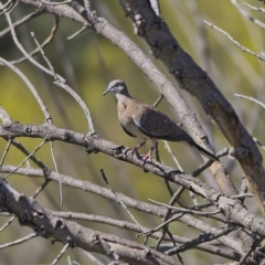 Spilopelia chinensis (Spotted Dove) at West Belconnen Pond - 19 Feb 2023 by Trevor