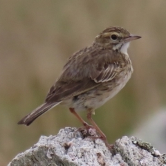 Anthus australis (Australian Pipit) at Namadgi National Park - 12 Feb 2023 by RobParnell