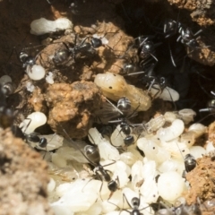 Iridomyrmex sp. (genus) (Ant) at Molonglo Valley, ACT - 31 Jan 2023 by AlisonMilton