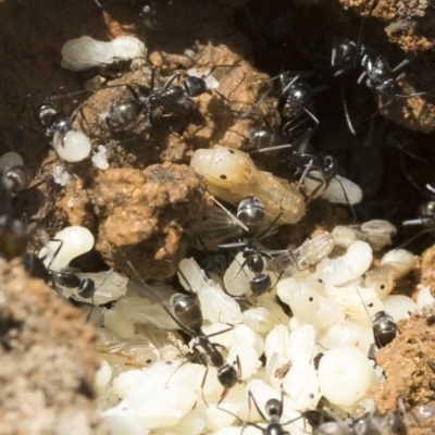 Iridomyrmex sp. (genus) (Ant) at Molonglo Valley, ACT - 31 Jan 2023 by AlisonMilton