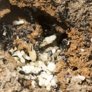 Iridomyrmex sp. (genus) at Molonglo Valley, ACT - 31 Jan 2023