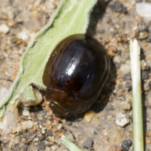 Paropsisterna cloelia at Molonglo Valley, ACT - 31 Jan 2023