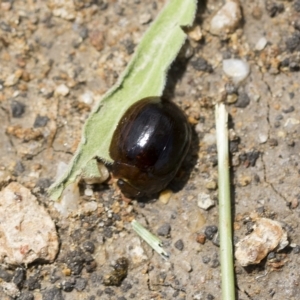 Paropsisterna cloelia at Molonglo Valley, ACT - 31 Jan 2023 11:31 AM