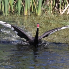 Cygnus atratus (Black Swan) at Jerrabomberra Wetlands - 20 Feb 2023 by RodDeb
