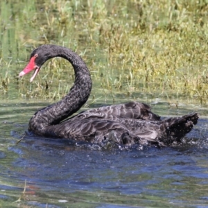 Cygnus atratus at Fyshwick, ACT - 20 Feb 2023