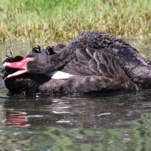 Cygnus atratus at Fyshwick, ACT - 20 Feb 2023 11:50 AM