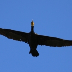 Phalacrocorax carbo (Great Cormorant) - 20 Feb 2023 by RodDeb