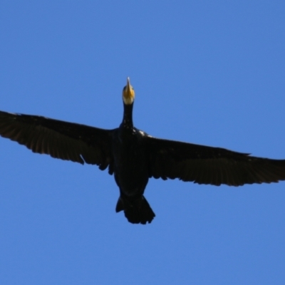 Phalacrocorax carbo (Great Cormorant) - 20 Feb 2023 by RodDeb