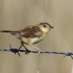 Cisticola exilis (Golden-headed Cisticola) at Fyshwick, ACT - 19 Feb 2023 by RodDeb