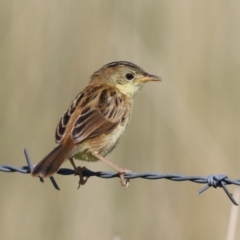 Cisticola exilis at Fyshwick, ACT - 20 Feb 2023 10:13 AM