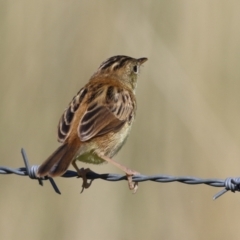 Cisticola exilis at Fyshwick, ACT - 20 Feb 2023