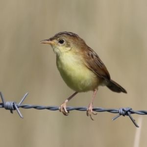 Cisticola exilis at Fyshwick, ACT - 20 Feb 2023 10:13 AM