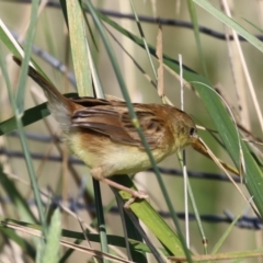 Cisticola exilis at Fyshwick, ACT - 20 Feb 2023 10:13 AM