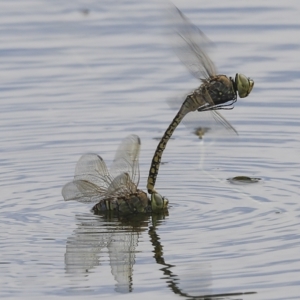 Anax papuensis at Molonglo Valley, ACT - 31 Jan 2023