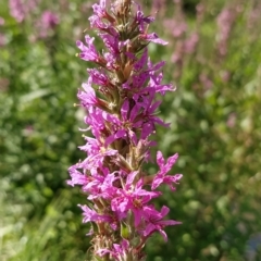 Lythrum salicaria (Purple Loosestrife) at Molonglo Valley, ACT - 20 Feb 2023 by KumikoCallaway