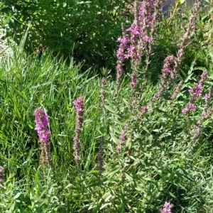 Lythrum salicaria at Molonglo Valley, ACT - 20 Feb 2023