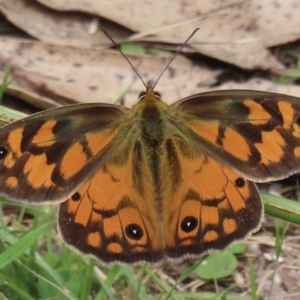 Heteronympha penelope at Mount Clear, ACT - 12 Feb 2023 09:04 PM