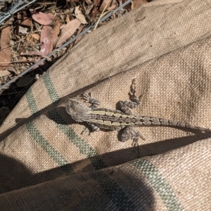 Amphibolurus muricatus at Watson, ACT - 20 Feb 2023