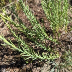 Rhodanthe anthemoides at Paddys River, ACT - 12 Feb 2023 09:31 AM