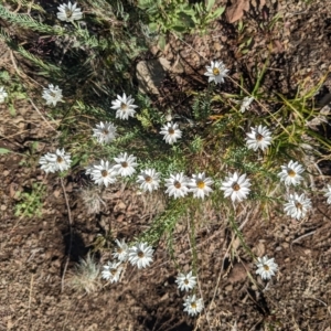 Rhodanthe anthemoides at Paddys River, ACT - 12 Feb 2023 09:31 AM