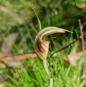 Diplodium coccinum at Harolds Cross, NSW - suppressed