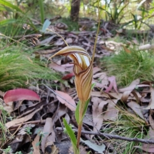 Diplodium coccinum at Harolds Cross, NSW - suppressed